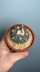 Some people believe psychedelics may have aided in early human brain development. What do you think? | Sacred Buttons