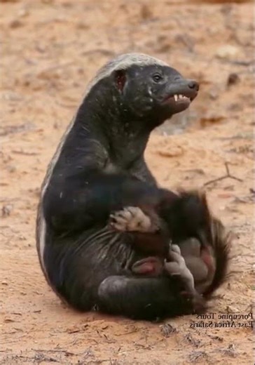 Honey badger do not care🦡