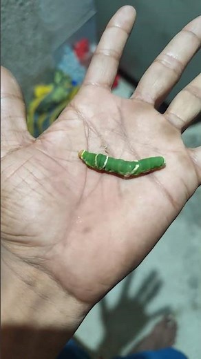 The life cycle of the Luna Moth#moths#insects #shortsfeed#entertainment#caterpillar #butterfly