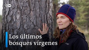 La silvicultura y la tala atenazan al bosque del norte de Europa. La demanda ecologista de protección logró que el consorcio maderero Sveaskog respetara más áreas forestales. Una buena noticia para el pueblo nativo, los sami, y para sus renos. En el mapa, Laponia aparece como una gran mancha verde. Pero, cuanto más nos adentramos en la región fronteriza entre Suecia y Finlandia, más claros de bosque descubrimos. Un responsable es Sveaskog, el mayor propietario de bosques de Suecia. Durante meses