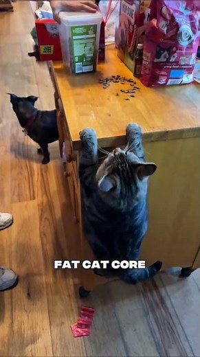 The Most Hilarious Fat Cat Moments