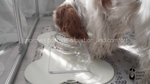 Modern Clear Acrylic Elevated Pet Feeder, Double Bowl - Etsy