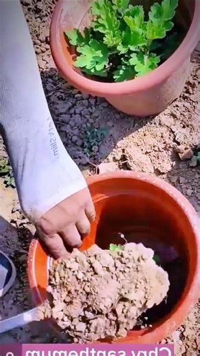 How to Grow Plants Easily