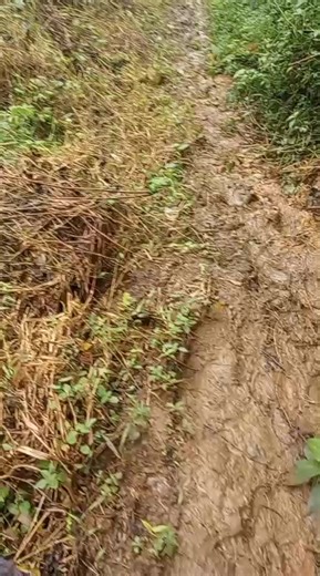 Videos de neto (@neto0476) con “sonido original - loco”