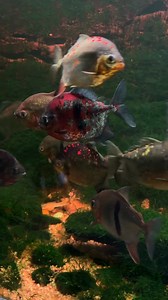 The silver dollar fish is a peaceful, freshwater fish with a shiny, round body. Native to South America, it thrives in groups, prefers warm water, and eats mostly plant-based foods. You can witness 3 species, red hook metynnis, black banded metynnis and blue hook metynnis in their amazing colour patterns! These unique colours appear when they are matured and in their breeding condition! | Water World Sri Lanka