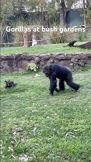 Gorillas at bush gardens