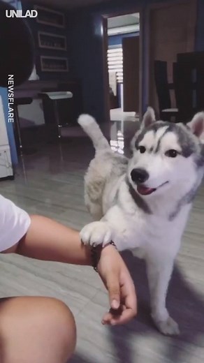 “He does his happy dance when he knows it’s walkies time” 😂🐶 | UNILAD