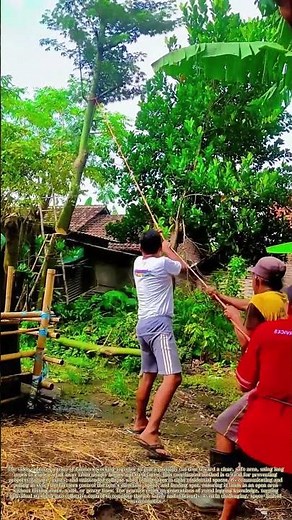 Guiding a Felled Tree: How Teamwork Controls a Safe, Damage-Free Fall