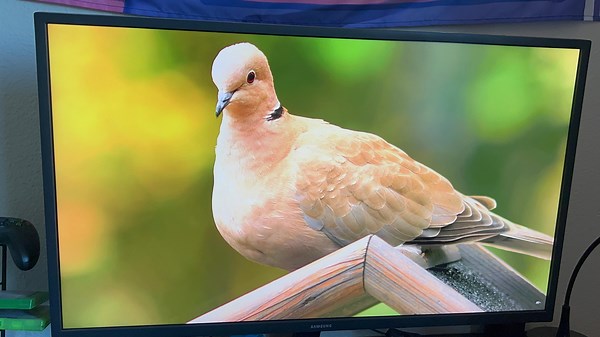 Watch SAMSUNG UJ59 32-inch 4K UHD Monitor After 4 Years on Amazon Live