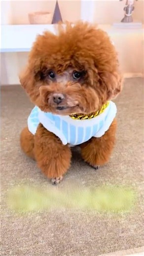 Tiểu Bối khoe áo mới #cho #tieuboi #aomoi