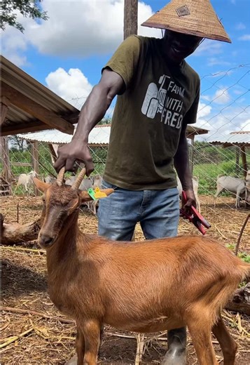 Eartagging Your Goat for Better Records