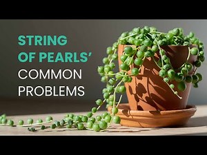SUCCULENT CARE TIPS | COMMON PROBLEMS OF STRING OF PEARLS | SENECIO ROWLEYANUS (#stringofpearls)