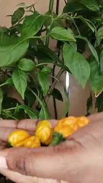 I can't believe this happened😮| Scotch Bonnet Harvest
