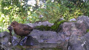 Amsel (Turdus merula)