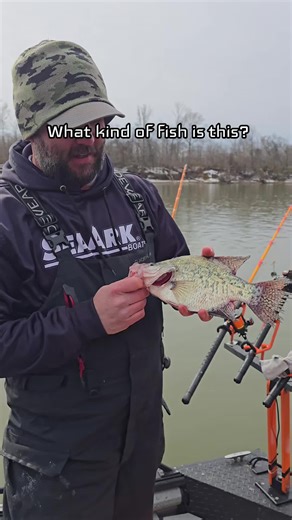 Understanding Speckled Shad: The Perfect Bait for Fishing