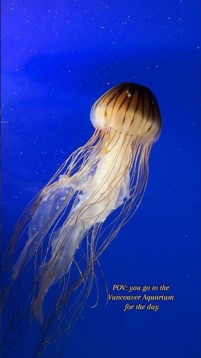 Vancouver Aquarium (Tank Highlights) - Vancouver, British Columbia, Canada