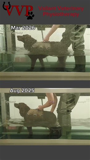 Handsome Sprocker #Spaniel Arthur has made lovely progress during his #physiotherapy sessions.