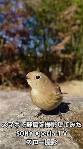 【近接高解像度】スマホ（SONY Xperia 1 V）でジョウビタキを撮影したらヒヨドリに追われていった【スロー撮影】 #野鳥撮影