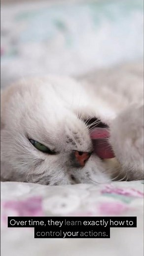 Your Cat Trained You… Not The Other Way Around