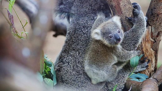 Did you know that koalas aren't actually bears? Learn more: http://on.natgeo.com/1WO3YuY | National Geographic