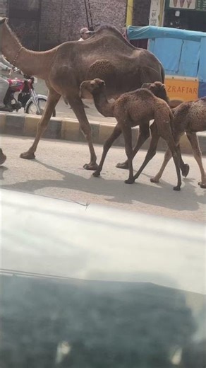 The Incredible Life of a Camel 🐪 | Desert Survival Secrets #animals #usa