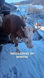 Erster Weidegang im 2026✅ | Bio Suisse