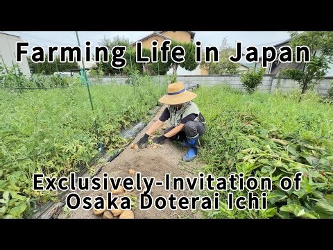 Harvesting Potatoes/ Doterai Market/ Discount Shoe Store/ Fan Cooking Vest/ Japanese Farmer/ asmr