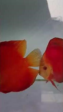 super red melon #discusfish #discusfarm #ikanncantik #discus #ikandiscus #discusbreeding#discuslover