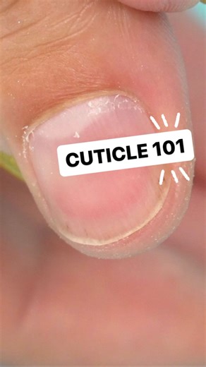 Everything you need to know about the nail’s cuticle! Shop premium nail products at: nailcareer.com/store 🪄 Watch full in depth nail tutorials on YouTube: nailcareereducation 🎓 #nailcareereducation #nails #nailtech #nailtechnician #nailtechlife #nailtechstudent #nailtutorial #nailtutorials #diynails #diynailsathome #nailvideo #nailsofinstagram #nailsnailsnails #nailinspo #naillover #naillovers #nailworld #naildesigns #nailartist #beginnernailtech #nailtips #naileducation #naileducator #acrylic