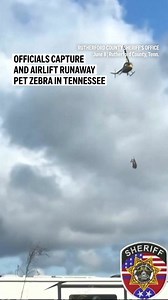 A runaway pet zebra was captured in Tennessee on Sunday. The Rutherford County Sheriff’s Office said Ed was airlifted to a waiting animal trailer. The zebra had been on the loose since May 31. | AP