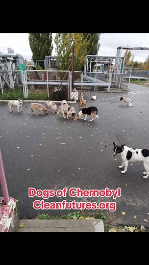Chernobyl Cats: Sterilization Efforts Continue