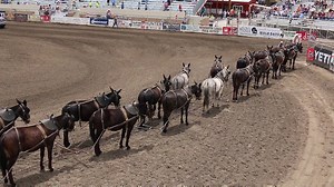 THE TEAM!!! | Bishop Mule Days Celebration