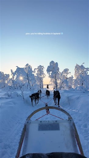 Caring for Alaskan Huskies in Lapland