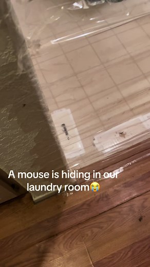 How to Catch a Mouse in Your Laundry Room