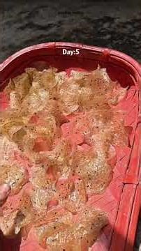 Sabudana Papad (Tapioca Cracker)👌🏻 #trending #subscribemychannel #cooking #vlog #viralvideo #fyp