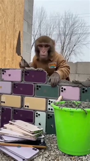Monkey Engineer Builds a Wall… With iPhones in America 😂 #AnimalComedy