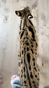 Her raspy voice is so cute ❤️ | Chloe the Serval