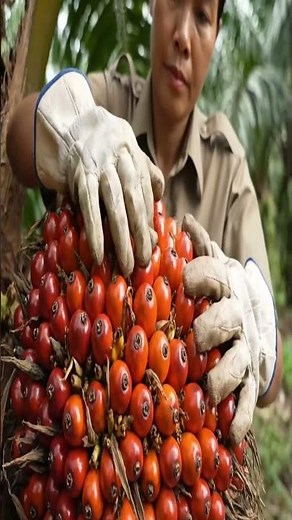 Inside the Farm: From Seedling to Sustainable Royal Red Crude Palm Oil Production Process