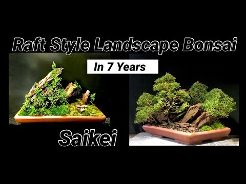 Landscape Bonsai Saikei using Two Plants. Part 1