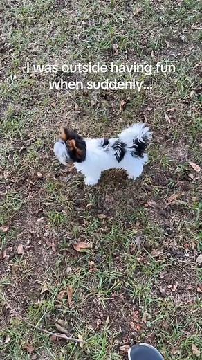 Loud barks are scary 😰 #hermie #biewerterrier #biewer #yorkie #yorkshireterrier #barkingdogs #scary #dogsofinstagram #dogsoffb #dogsoffacebook #spooky #scaredycat #scaredydog #sillypuppy #puppy #cute #livingmybestlife #backyard #southcarolina | Hermie The Biewer