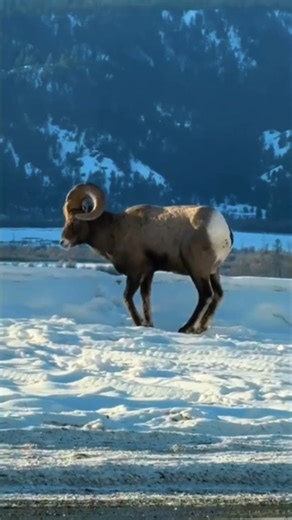 🐏 A Bridge for Bighorns: just one of the initiatives supported by the Yellowstone to Yukon Conservation Initiative , sustained by Fondazione Capellino. In this video you'll find out more about the Shuswap Band of the Secwépemc First Nation and how a wildlife overpass near Radium, BC, helps local bighorn sheep navigate Highway 93 safely. 🐱🐶 Every time you choose Almo Nature for your animal companions, you support this project too: 100% of profits, after what is required for business continuity