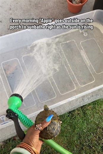 Apple the Turtle's Growth Journey and Future Pond Plans