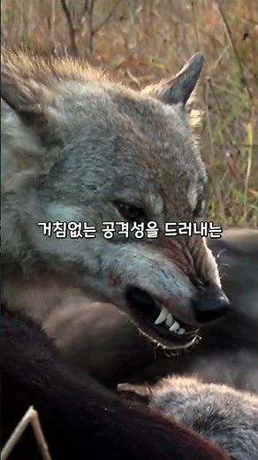 늑대가 사람의 얼굴을 무는 이유