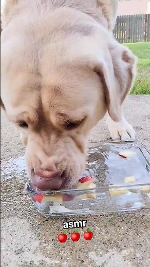 Labrador Bobbing for Apples ASMR 🍎