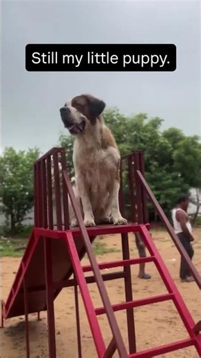 Big dog outside, little puppy inside. Freeda still loves the slide! #SaintBernard #Freeda #dogreels