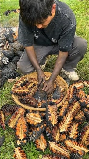 Delicious roasted pine nuts #viral #agriculture #trending