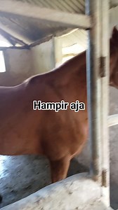 1.3M views · 7.1K reactions | Hampir aja kena #opsih#opsih sore #sorotanpublik#sorotanpublik #sorotansemuaorang#sorotansemuaorang #sore #aja #KENA | Bima Stable | Facebook