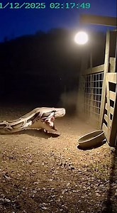 Pig vs Snake #animals #wildlife #shorts