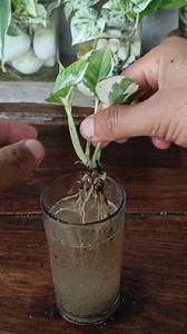 34K views · 186 reactions | N'joy Pothos Repoting and care  #gardening #garden #plants #reels #trendingreels | Gardening Ideas | Facebook