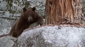 Most Disturbing Trail Cam Footage No One Was Expecting | Extra Alien